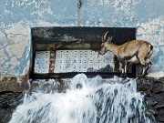 04 Stambecco beve sotto la diga del Lago del Diavolo 